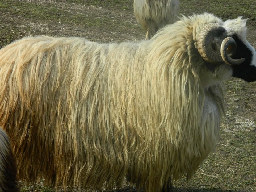 Picture 005 - 1NOATINI 2017