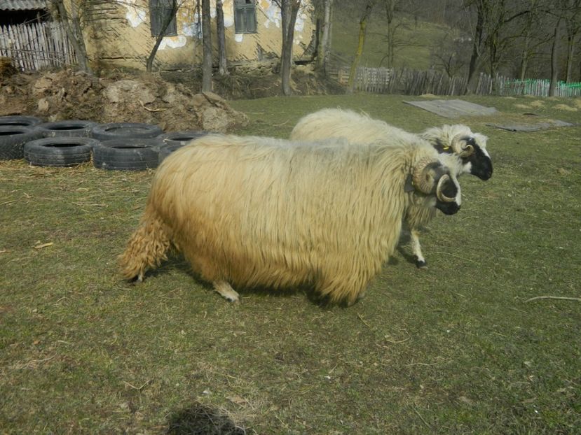 Picture 007 - 1NOATINI 2017