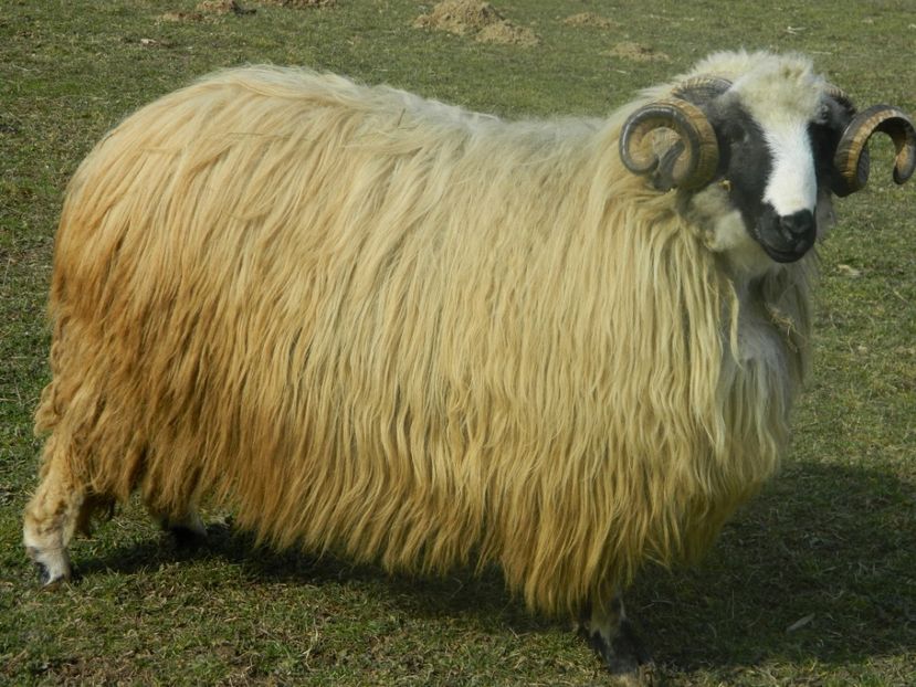 Picture 010 - 1NOATINI 2017