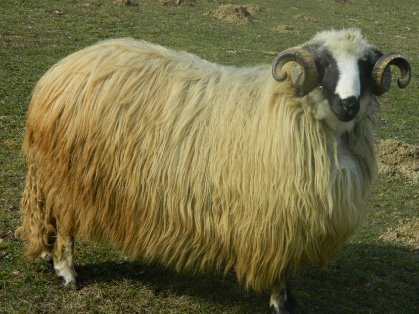 Picture 011 - 1NOATINI 2017