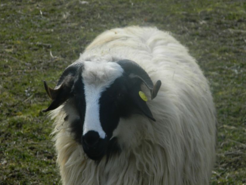 Picture 014 - 1NOATINI 2017