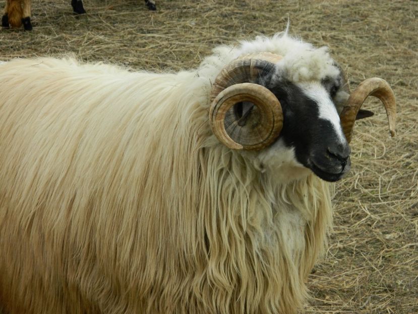 Picture 016 - 1NOATINI 2017