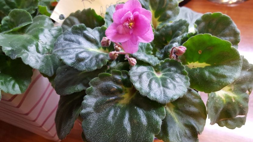 rococo rose - violete in colectie