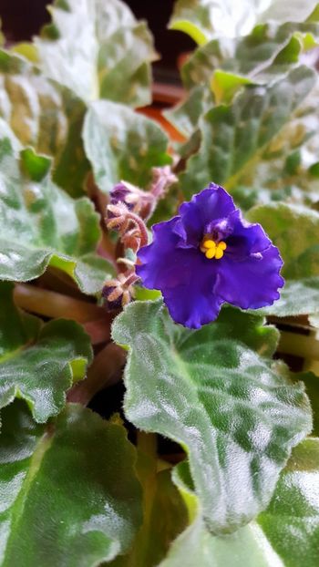  - violete in colectie