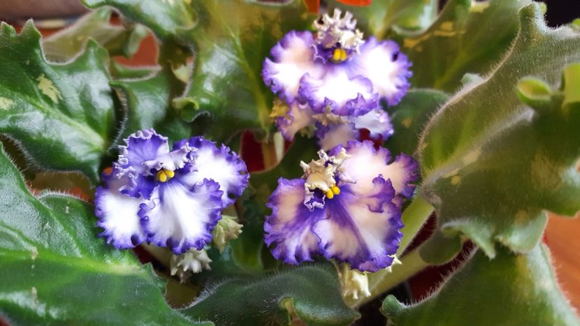  - violete in colectie