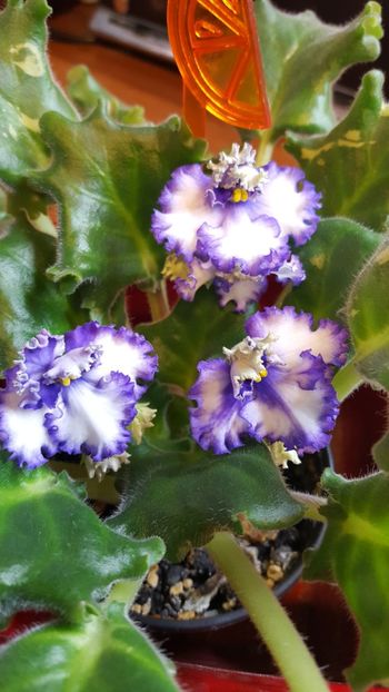  - violete in colectie