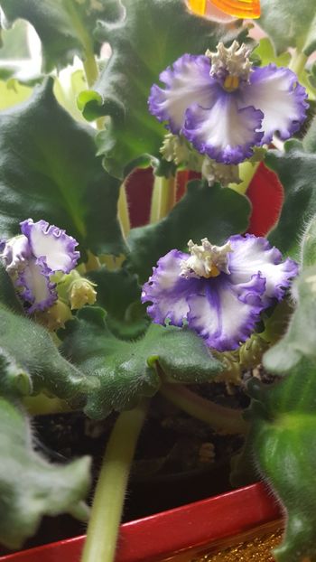  - violete in colectie