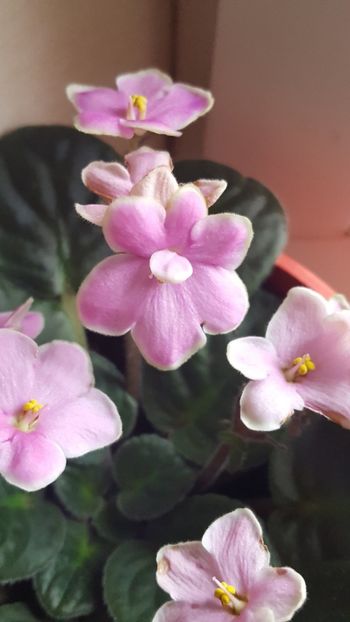  - violete in colectie