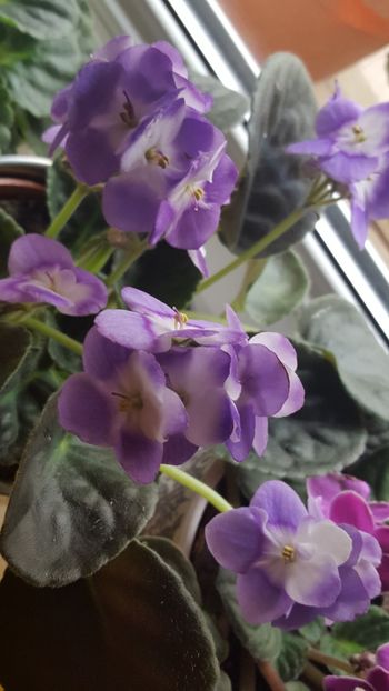  - violete in colectie