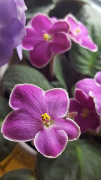  - violete in colectie