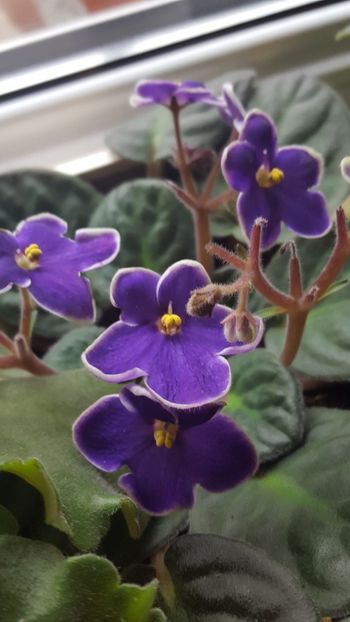  - violete in colectie