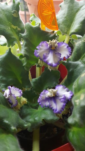  - violete in colectie