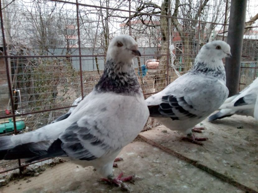  - Standard pentru 2018