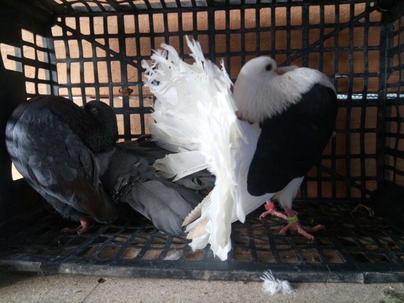 F2017 M2013 - Voltați pave capacite