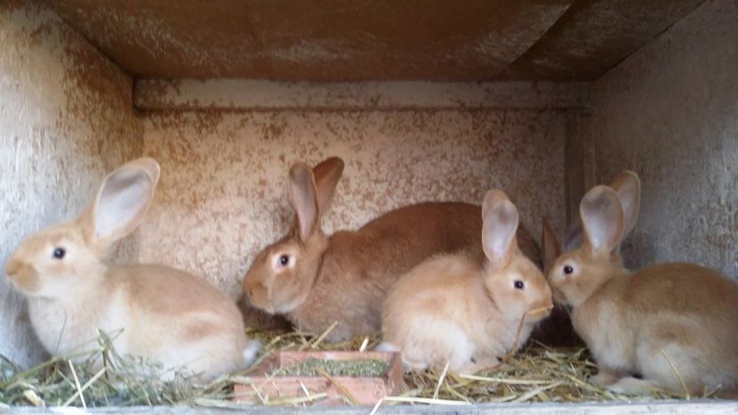  - Urias galben cuib nr1