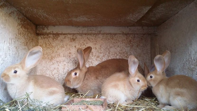  - Urias galben cuib nr1