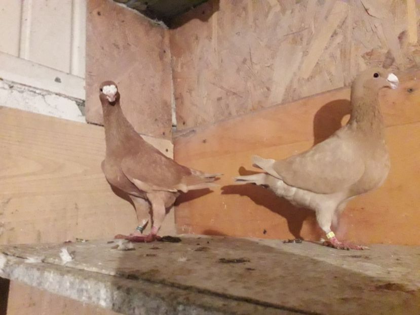 5 - Voiajori germani 2018 matca