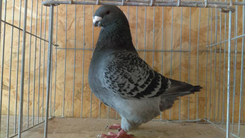 M-2015 Capion National Club 2018 - INVINGATOR DIN SIMPLU VISATOR