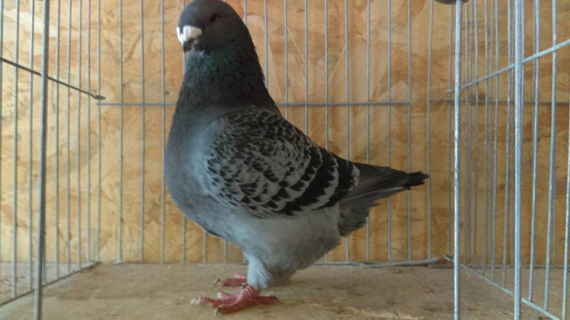 M-2015 Capion National Club 2018 - INVINGATOR DIN SIMPLU VISATOR