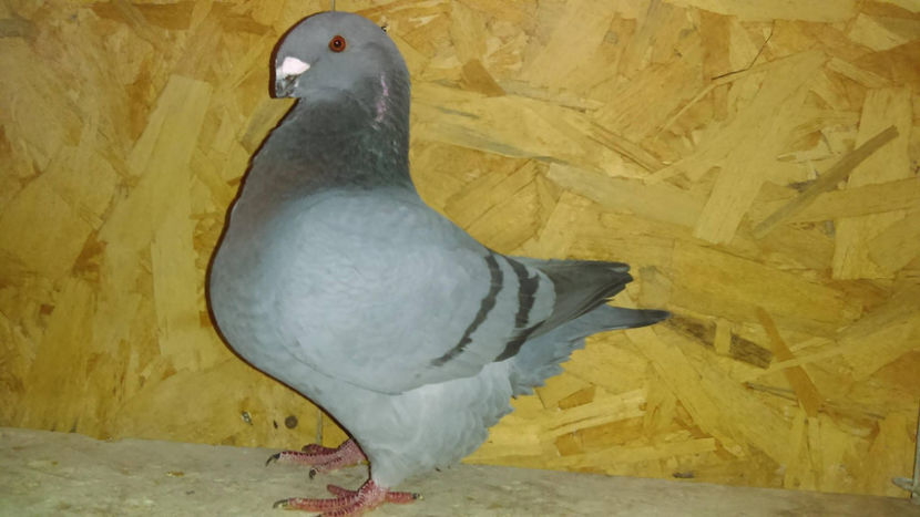 F-2016 Campion National Club 2018 - INVINGATOR DIN SIMPLU VISATOR