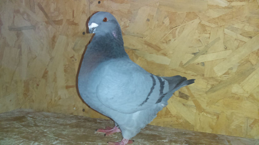 F-2016 Campion National Club 2018 - INVINGATOR DIN SIMPLU VISATOR