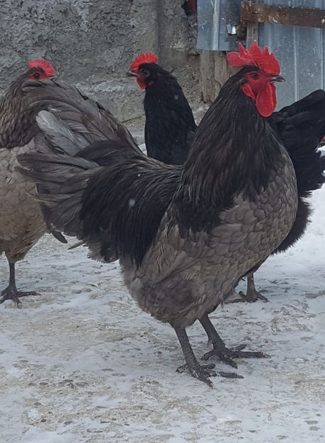  - Australorp 2018