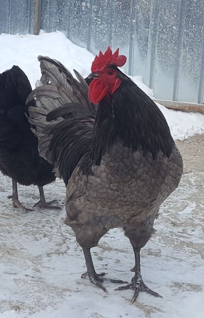  - Australorp 2018