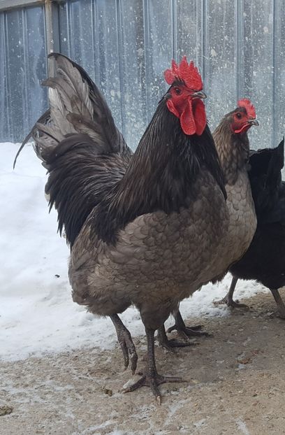  - Australorp 2018