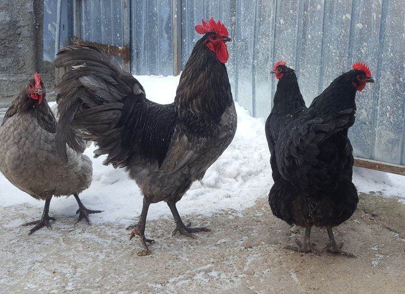  - Australorp 2018