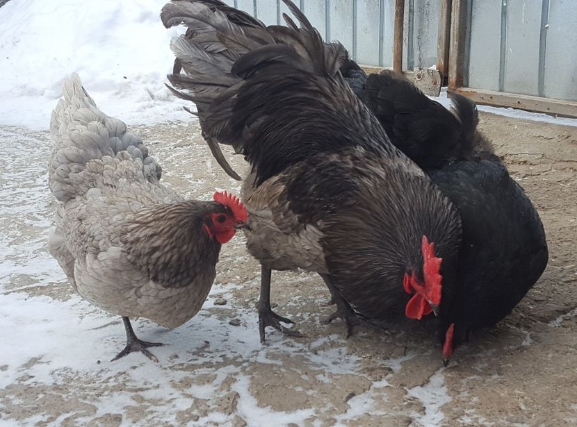  - Australorp 2018