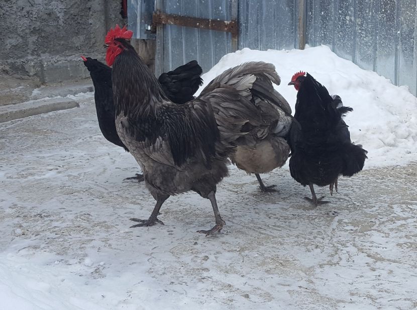  - Australorp 2018