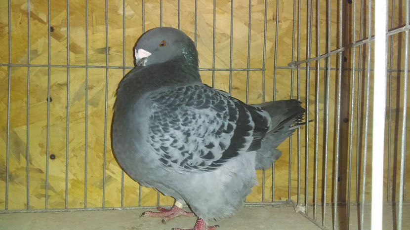 M-2015 Campion National Club 2018 - INVINGATOR DIN SIMPLU VISATOR