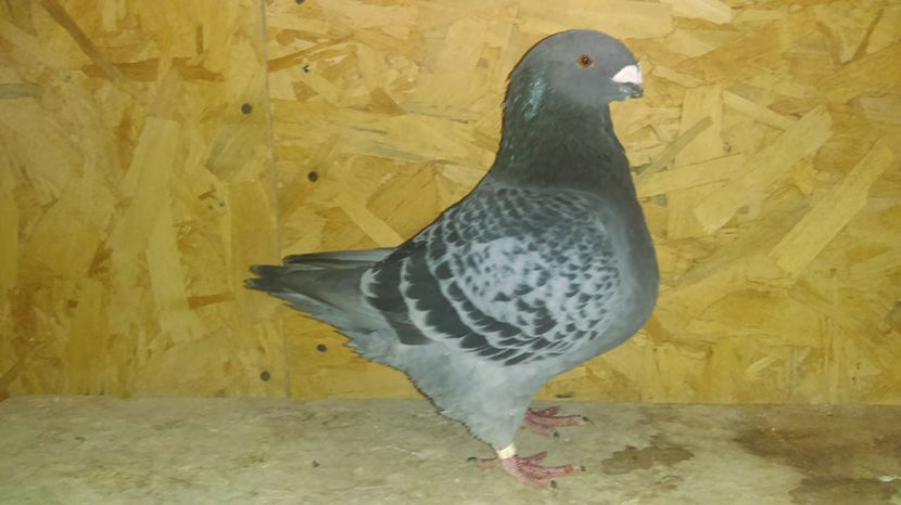 M-2015 Campion National Club 2018 - INVINGATOR DIN SIMPLU VISATOR