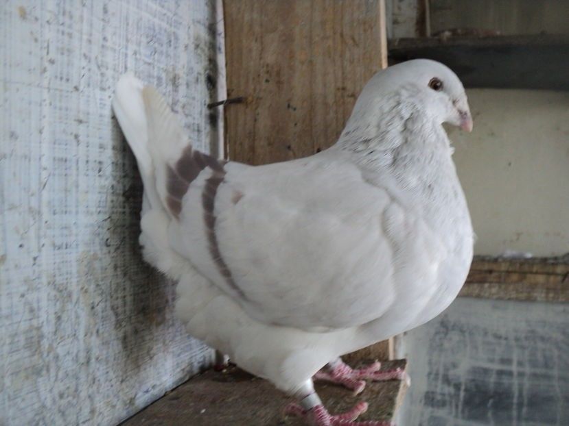 107753458_MMZJSYI - - A - CRESCATOR POLIVALENT