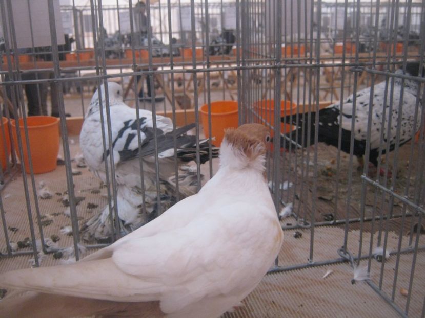  - V-EXPO PLOIESTI februarie 2018