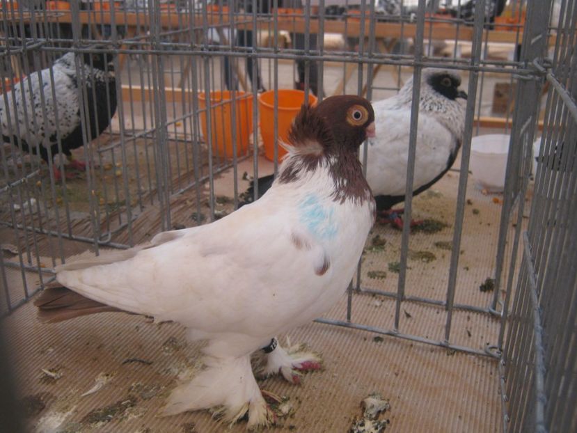  - V-EXPO PLOIESTI februarie 2018