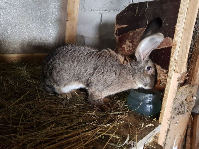  - Revenim printre cuniculicultori