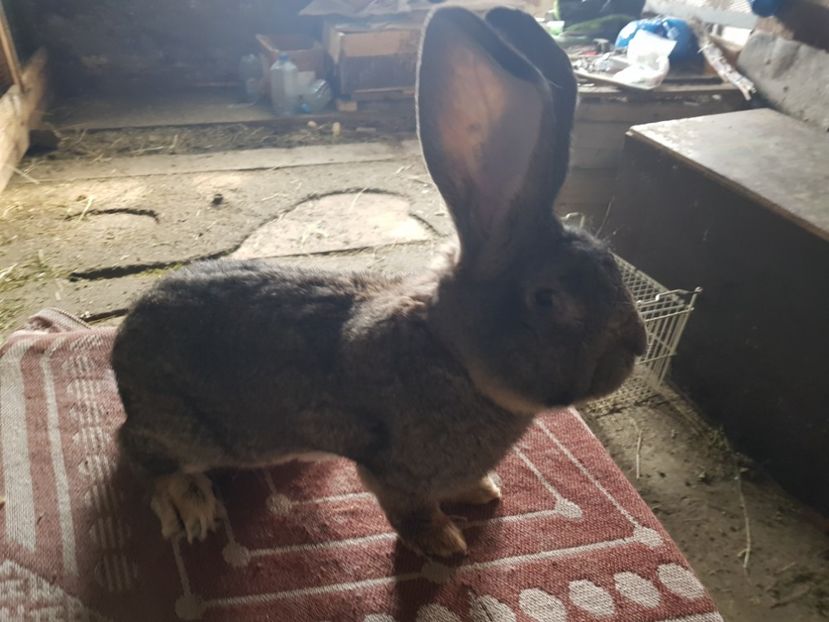  - Revenim printre cuniculicultori