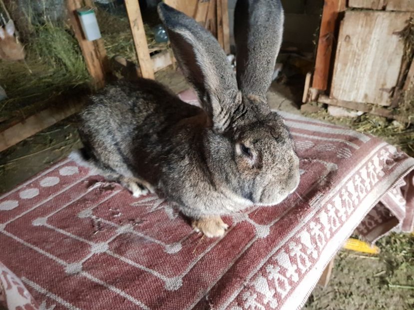  - Revenim printre cuniculicultori