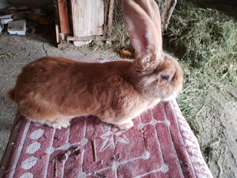  - Revenim printre cuniculicultori