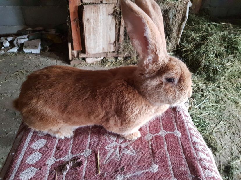  - Revenim printre cuniculicultori