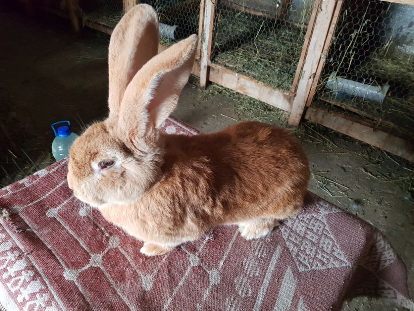  - Revenim printre cuniculicultori