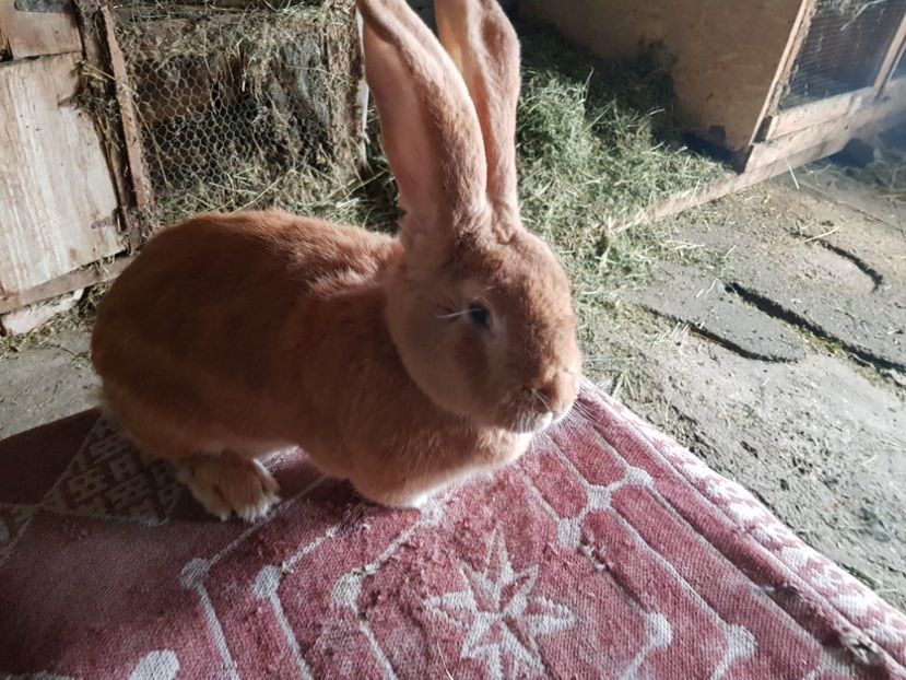  - Revenim printre cuniculicultori