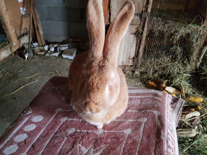  - Revenim printre cuniculicultori