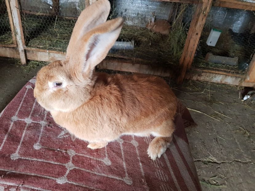  - Revenim printre cuniculicultori