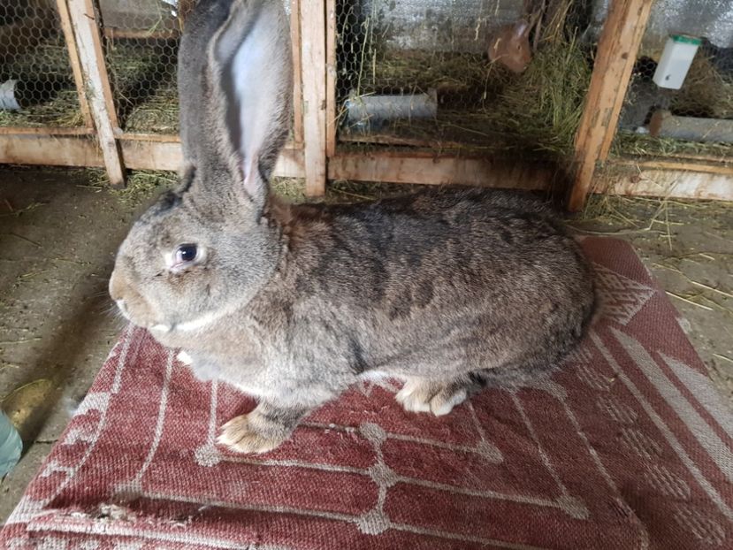  - Revenim printre cuniculicultori