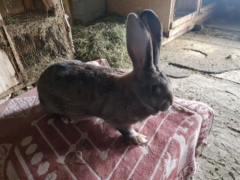  - Revenim printre cuniculicultori