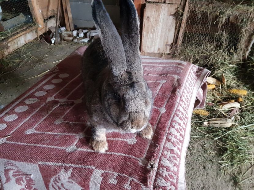  - Revenim printre cuniculicultori