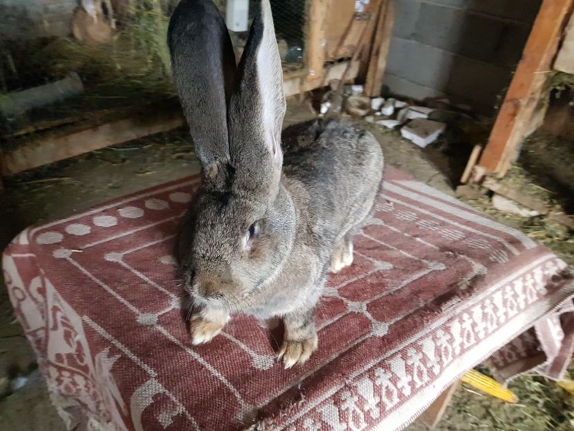  - Revenim printre cuniculicultori