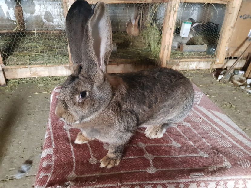  - Revenim printre cuniculicultori